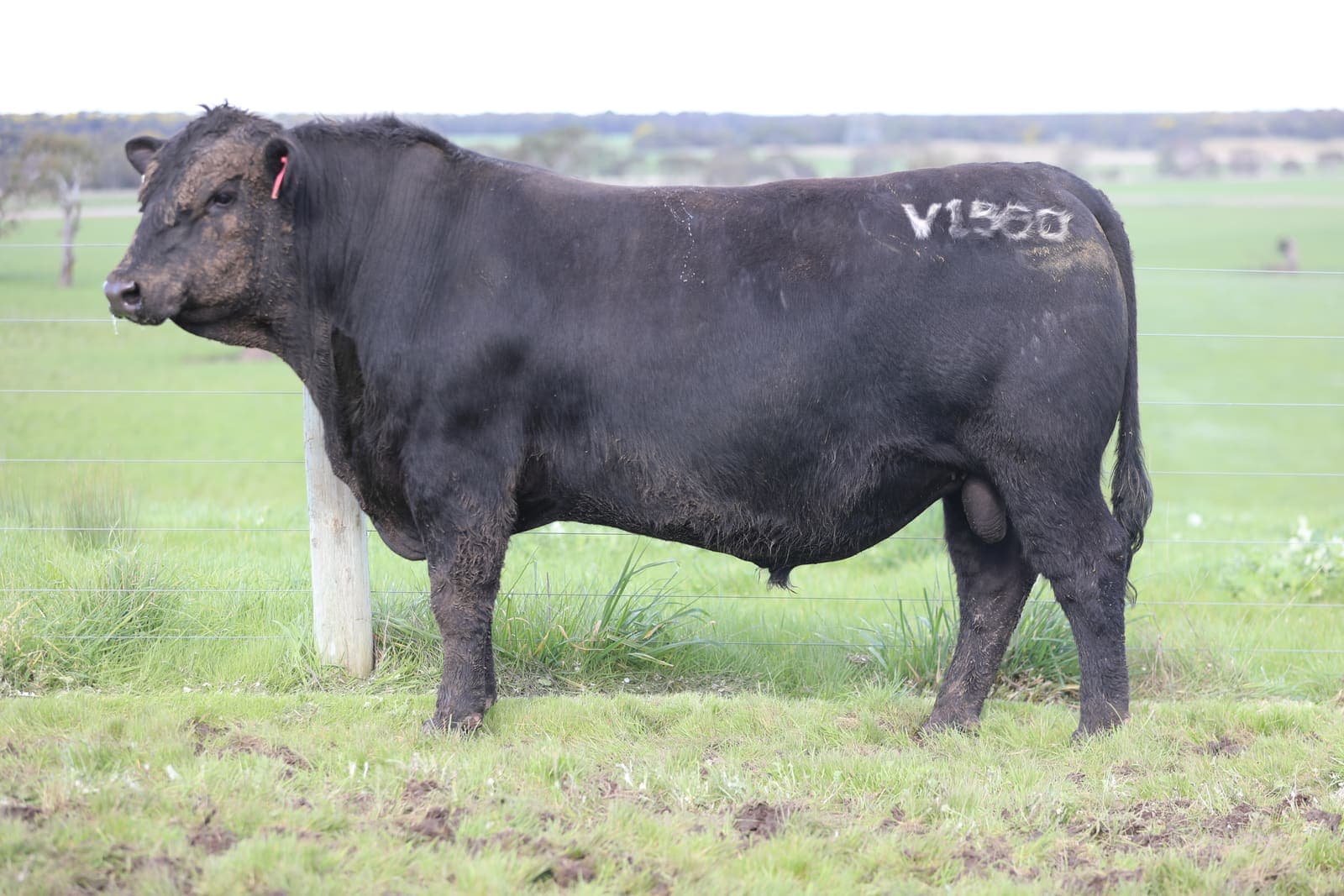 V1560